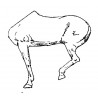 Horse left half-body