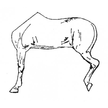 Horse left half-body