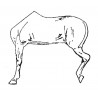 Horse left half-body