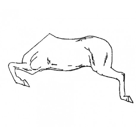 Horse left half-body