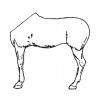 Horse left half-body