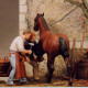 Farriers with Horse, Tools & wheelbarrow